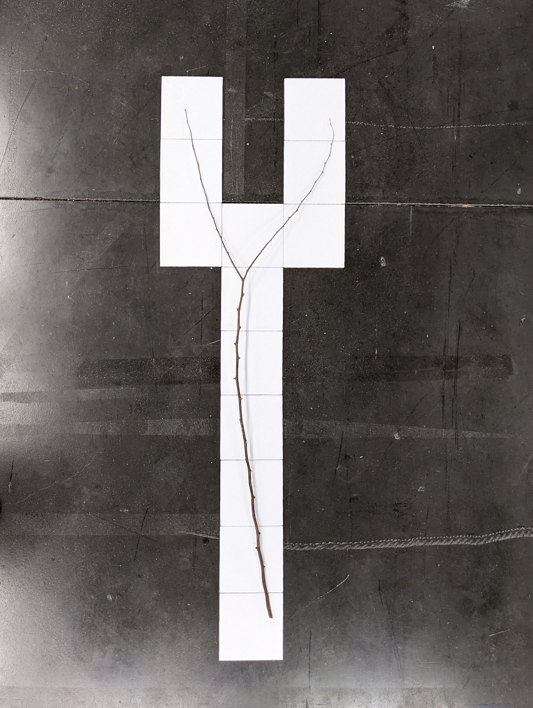 {Sister Ship - mûrier sauvage}, 2024