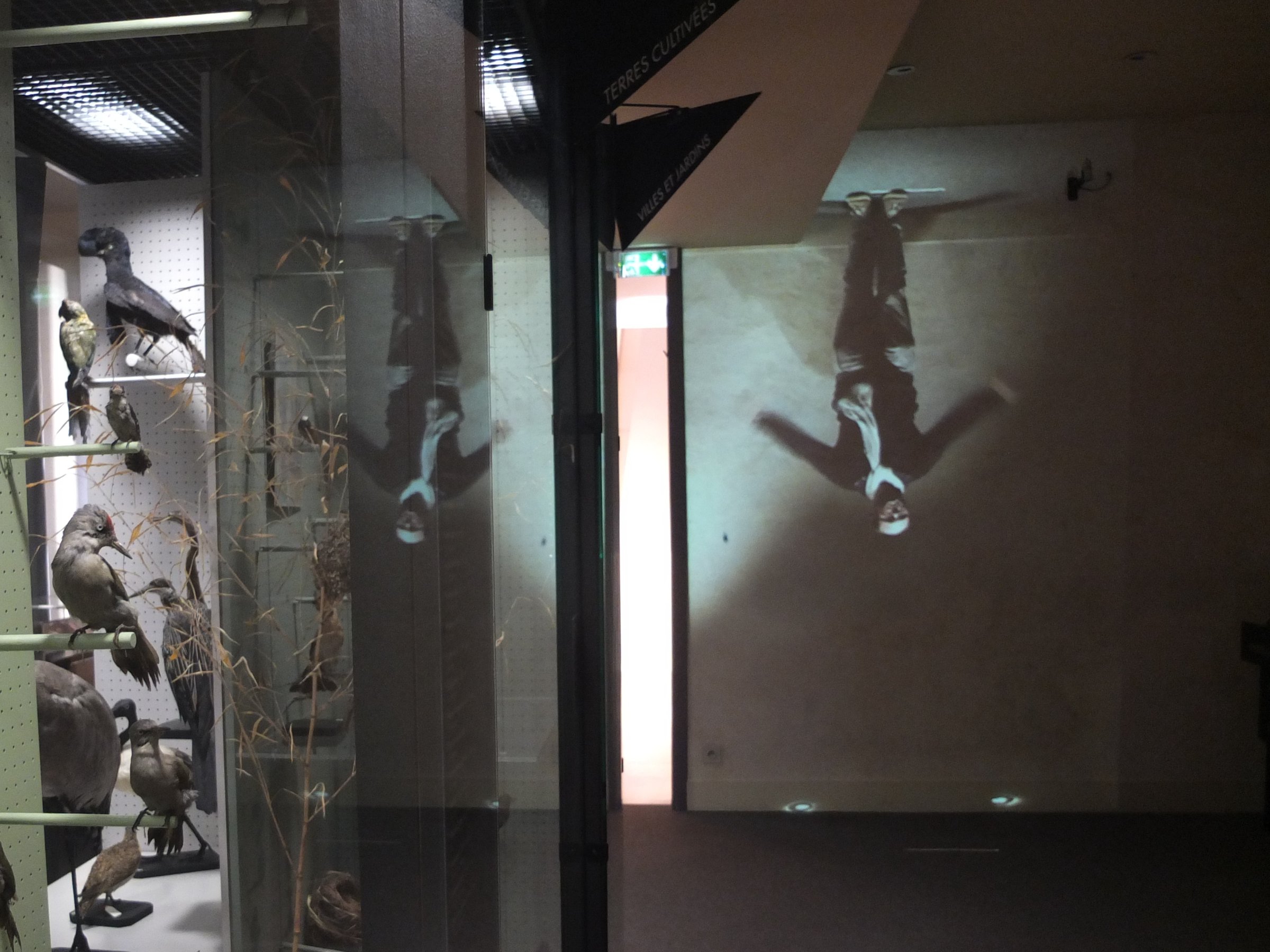 {Les oiseaux}, depuis 2012