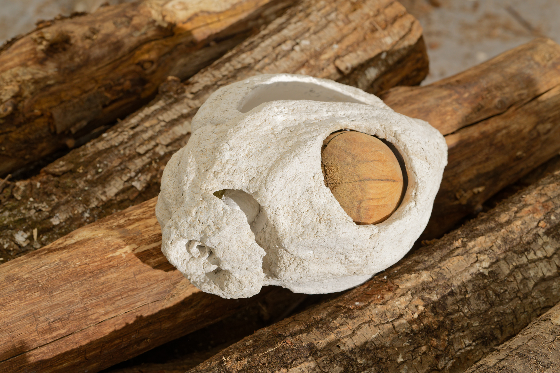 {Coquillage noisette}, 2022