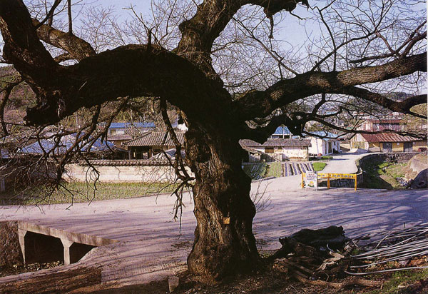 {Marquage à la feuille d'or sur arbre abandonné / Gold leaf marker in a neglected tree,} 2004