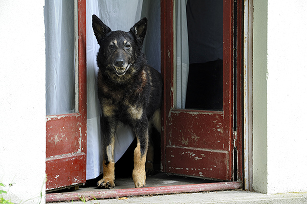 {Le Pavillon français}, 2013