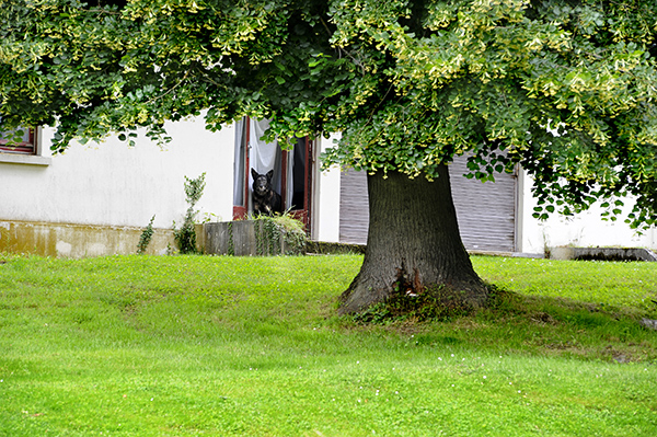 Plan large du pavillon