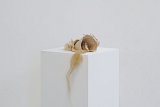 {Strombidae trompe}