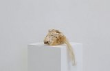 {Strombidae Aphrodite} 