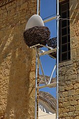 {L'oie de Cussac à l'échelle du ciel} (détail)